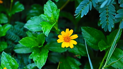 Wedelia is a type of wild plant that lives in areas with a tropical climate.. This plant is easy to find in plantation areas and rice fields, grasslands and on the side of the road.