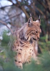 Obraz premium Luchs
