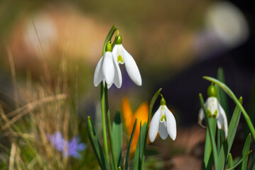 Fresh snowflakes in the forest. Crocus and bluebell in the background.
Photographed in daylight.