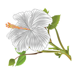 Hibiscus tropical plant white   flower and stem   on a white background  watercolor vintage vector illustration editable hand draw natural