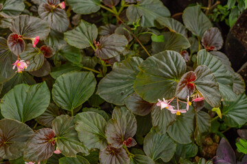 Little pink flower Begonia sparreana on the green garden. Photo is suitable to use for nature background, botanical poster and garden content media.
