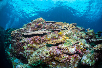 Naklejka na ściany i meble サンゴ礁