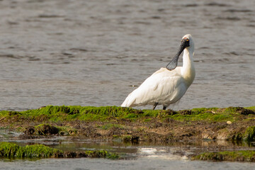 A royal spoonbill (Platalea regia) also known as the black-billed spoonbill, rests near the Pacific Ocean mouth of the Tahakopa river.