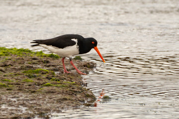 A South Island oystercatcher, or South Island pied oystercatcher (Haematopus finschi), looks for food near the Pacific Ocean mouth of the Tahakopa river.
