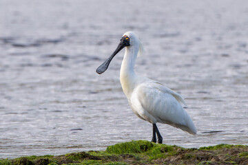 A royal spoonbill (Platalea regia) also known as the black-billed spoonbill, rests near the Pacific Ocean mouth of the Tahakopa river.