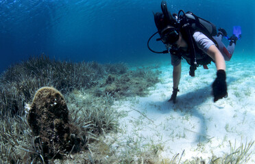 A scuba diver observes the large shell of a castanet (Pinna nobilis) from the surface in the...