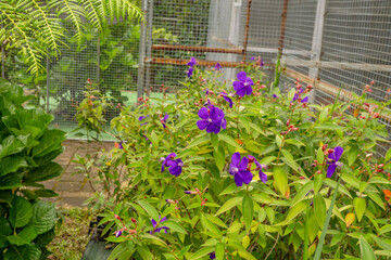 Fototapeta na wymiar Small violet flower Granulosa tibouchina on the garden. Photo is suitable to use for nature background, botanical poster and garden content media.
