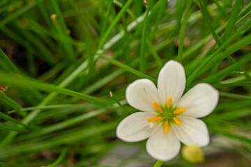 Small white flower of autumn zephyr lily Zephyranthes on the green garden. Photo is suitable to use for nature background, botanical poster and garden content media.
