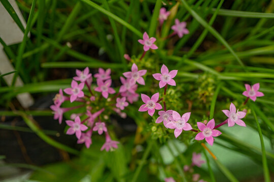Group small pink flower of Centaurium erythraea on the national garden. Photo is suitable to use for nature background, botanical poster and garden content media.