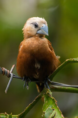 The white-headed munia (Lonchura maja) is a species of estrildid finch found in Teladan, Malaysia, Singapore, Thailand and Vietnam
