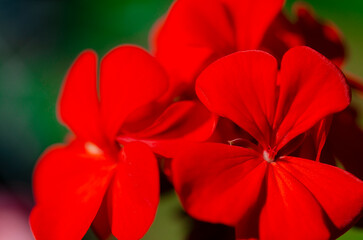 Bright red pelargonium flowers close-up. Background