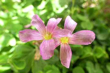 Acetosella corimbosa