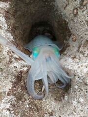 octopus on the beach