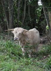 Vache Highland blanche en pâturage dans un terrain boisé.