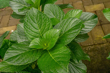 Surface and texture green leaf Bokor hydrangea. Photo is suitable to use for green nature background, botanical poster and content media.