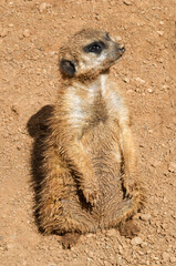 Sympathetic meerkat (Suricata suricatta) upright and vigilant with a ground background