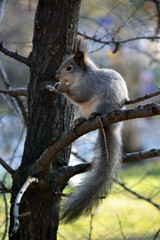 Naklejka na ściany i meble gray squirrel on tree eat acorn 