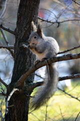 gray squirrel on tree eat acorn
