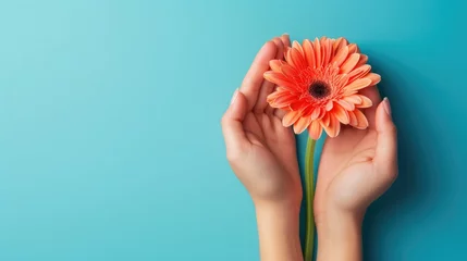 Poster Hands hold gerbera flower on blue background © thesweetsheep