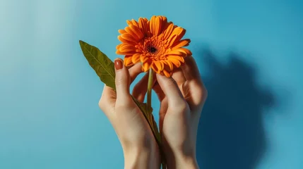 Plexiglas foto achterwand Hands hold gerbera flower on blue background © thesweetsheep