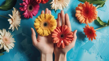 Gordijnen Hands hold gerbera flower on blue background © thesweetsheep