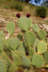 Close-up view of green cactus. Colorful cactus fruits. Opuntia ficus-indica. Nature concept. Tuscany, Italy.