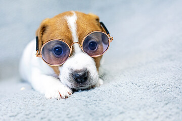 cute female Jack Russell Terrier puppy with glasses on a gray background