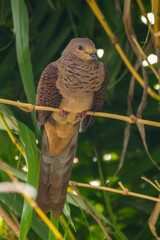 The little cuckoo-dove is a reddish brown pigeon