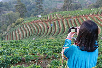 A woman wearing traditional hill tribe clothing uses a digital camera to take pictures of farmers harvesting fresh strawberries in their fields. Tourists wearing bright blue shirts travel on holiday.
