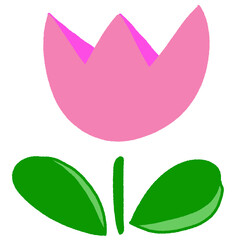 pink tulip