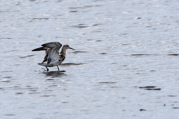 Kampfläufer im Herbst in an der Ostsee	