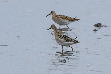 Kampfläufer im Herbst in an der Ostsee	