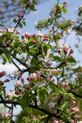 Apple tree branches with bud flowers  in the spring outdoor sky background