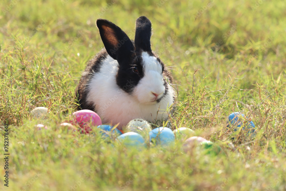 Wall mural happy white black fluffy esther bunny sitting on green grass nature background with colorful esther 