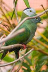 The black-naped fruit dove (Ptilinopus melanospilus), also known as the black-headed fruit dove