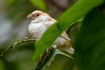 Known as the Society finch in North America and the Bengali finch or Bengalese finch elsewhere, Lonchura striata domestica is a domesticated finch not found in nature