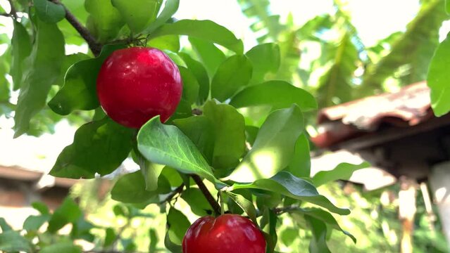 tropical fruit, ripe acerola cherry on tree with green leaves
