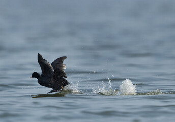 Eurasian coot takeoff at Bhigwan bird sanctuary, Maharashtra, India