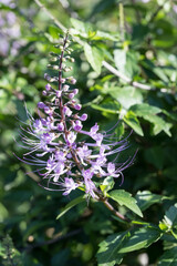 Beautiful Cat's Whiskers flowers.