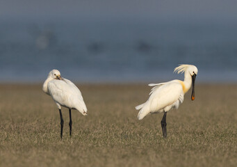 A pair of Eurasian Spoonbill at Bhigwan bird sanctuary, Maharashtra