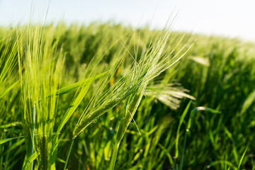 Young green rye. Ears of rye close-up. Grain cultivation