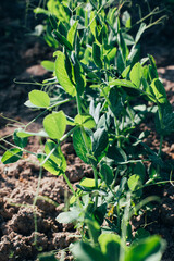 Concept of gardening. Small green bushes of peas in the ground soil on a sunny day. Growing vegetables. Front view