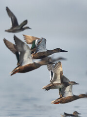 Northern Shovelers flying  at Bhigwan bird sanctuary, India