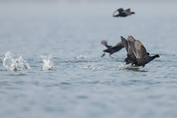 Eurasian coot takeoff at Bhigwan bird sanctuary, Maharashtra, India