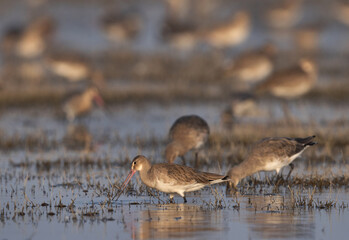 Black-tailed godwit feeding at Bhigwan bird sanctuary of Maharashtra