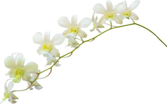 Beautiful white orchid flower isolated on white background