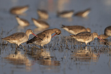 Black-tailed godwits preening and feeding at Bhigwan bird sanctuary Maharashtra