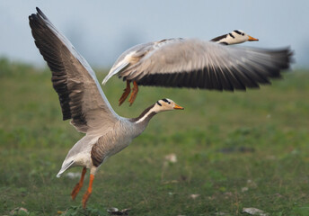 Bar-headed geese takeoff at Bhigwan bird sanctuary, India - obrazy, fototapety, plakaty