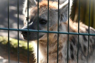 spotted hyena behind a metal fence