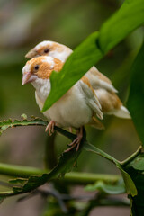 Known as the Society finch in North America and the Bengali finch or Bengalese finch elsewhere, Lonchura striata domestica is a domesticated finch not found in nature
